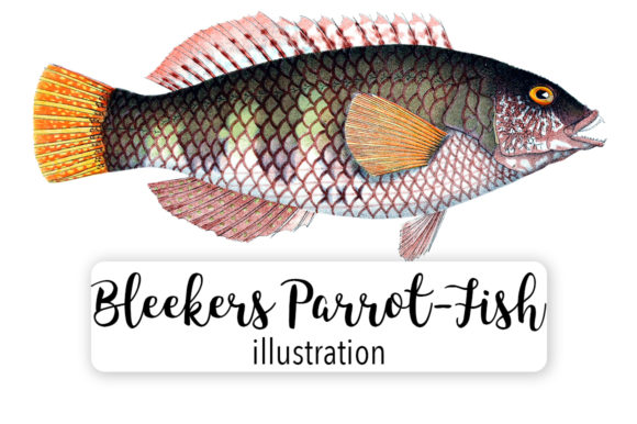 Bleekers Parrot Fish Watercolor Svg: Graphics & Illustrations