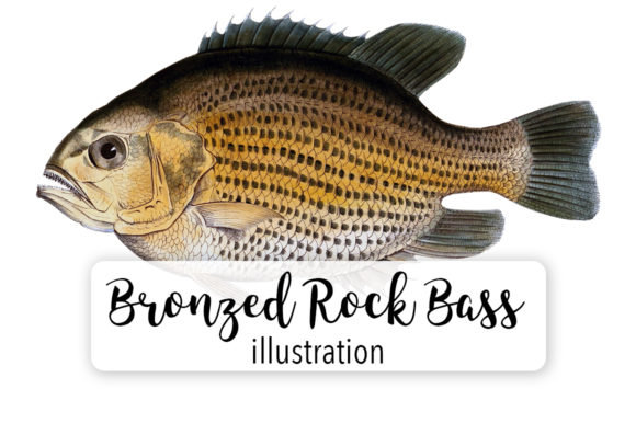 Bronzed Rock Bass Fish SVG: Graphics & Illustrations Review