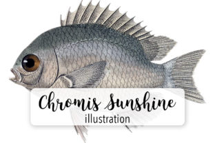 Olive Chromis Sunshine Fish Graphics & Illustrations