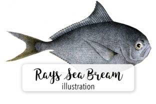 Rays Sea Bream Watercolor Svg: A Graphics & Illustrations Review