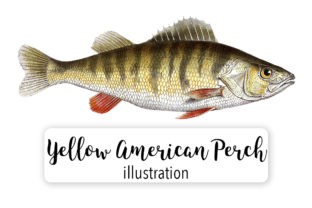 Yellow American Perch Watercolor Svg: Graphics & Illustrations